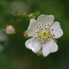 Eye of a rose